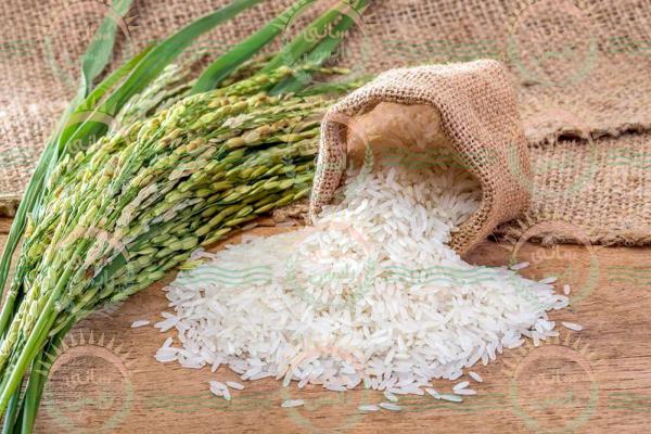 کاهش خطر نقص کلیوی با برنج هندی