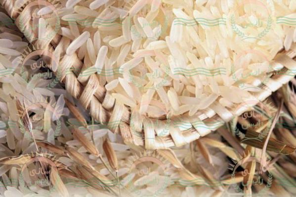 عرضه کننده برنج چمپا مرغوب