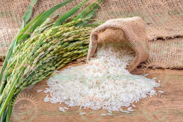 بازار صادرات برنج چمپا کیلویی