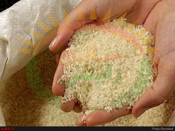خرید برنج عنبر بو در ایلام